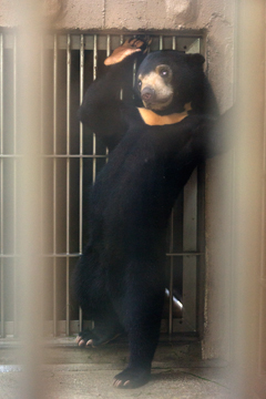 東山動物園　マレーグマ　マーネ