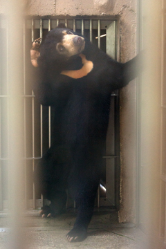 東山動物園　マレーグマ　マーネ