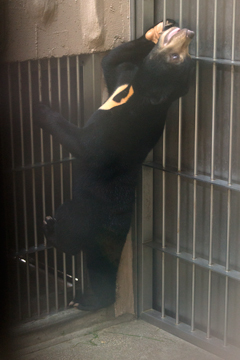 東山動物園　マレーグマ　マーネ