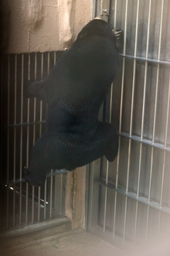 東山動物園　マレーグマ　マーネ