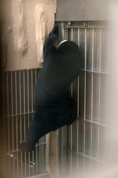 東山動物園　マレーグマ　マーネ