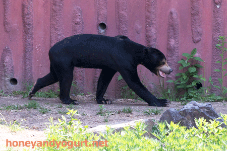東山動物園　マレーグマ　マーチン