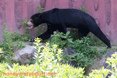 東山動物園　マレーグマ　マーチン