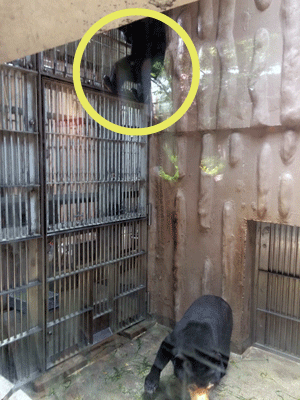 東山動物園　マレーグマ　マー子　マーネ