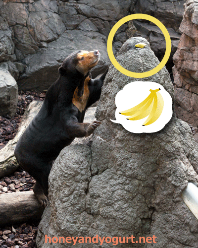 上野動物園 マレーグマ キョウコ