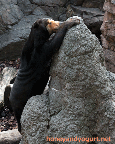 上野動物園 マレーグマ キョウコ