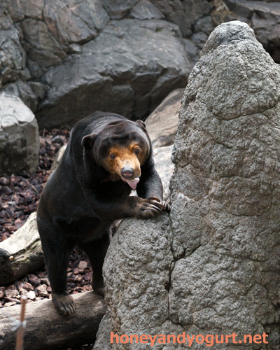 上野動物園 マレーグマ キョウコ