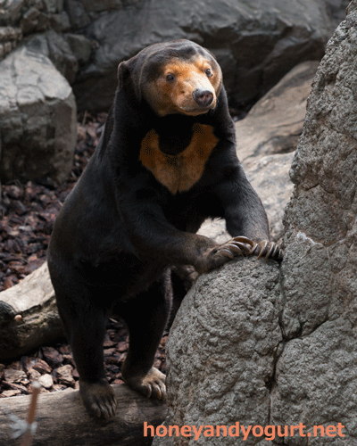 上野動物園 マレーグマ キョウコ