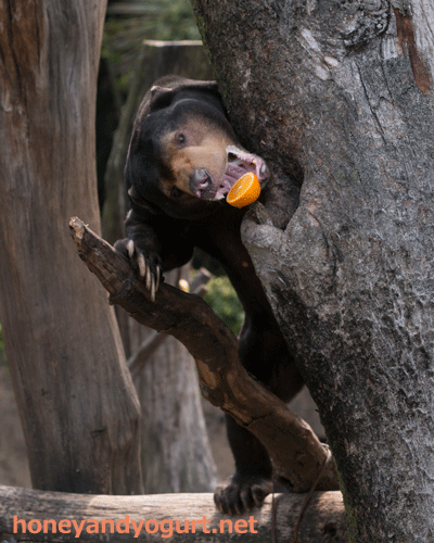 上野動物園　マレーグマ　アズマ