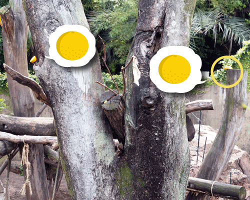 上野動物園　マレーグマ　アズマ