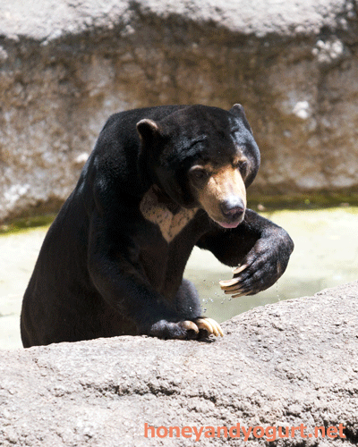 上野動物園 マレーグマ アズマ
