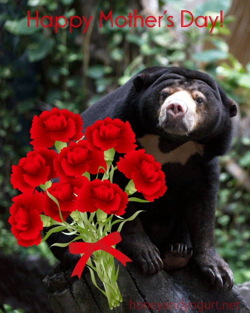 のいち動物公園　マレーグマ　タオチイ