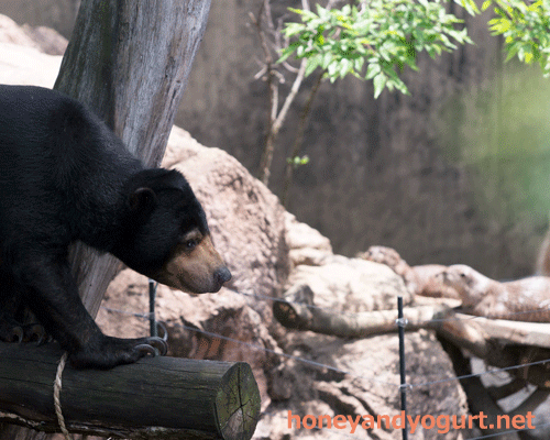 上野動物園　マレーグマ　モモコ
