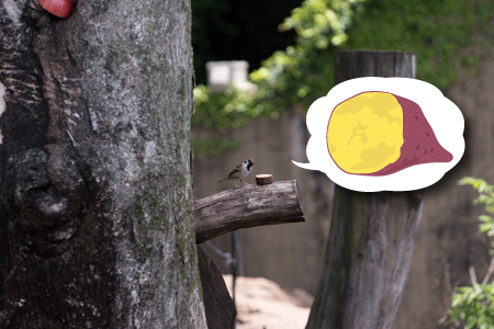 上野動物園　マレーグマ舎