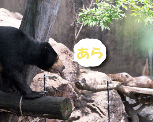 上野動物園　マレーグマ　モモコ