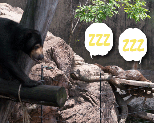 上野動物園　マレーグマ　モモコ