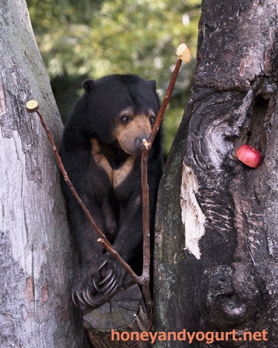 上野動物園　マレーグマ　モモコ