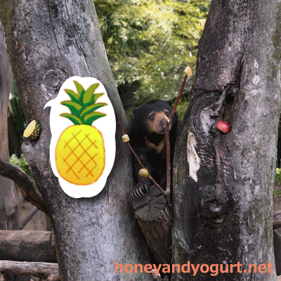 上野動物園　マレーグマ　モモコ