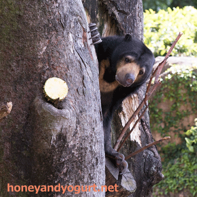 上野動物園　マレーグマ　モモコ