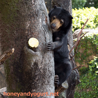 上野動物園　マレーグマ　モモコ