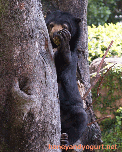 上野動物園　マレーグマ　モモコ