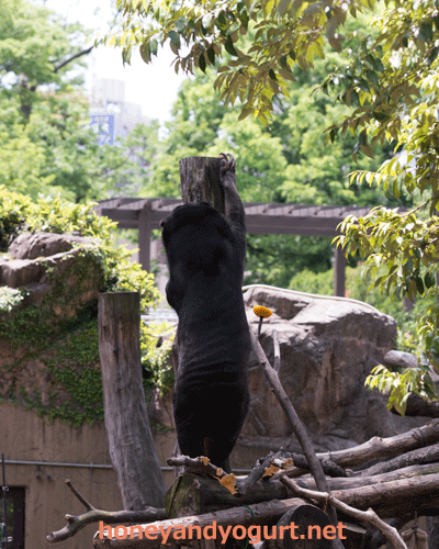 上野動物園　マレーグマ　モモコ