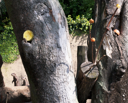 上野動物園 マレーグマ舎