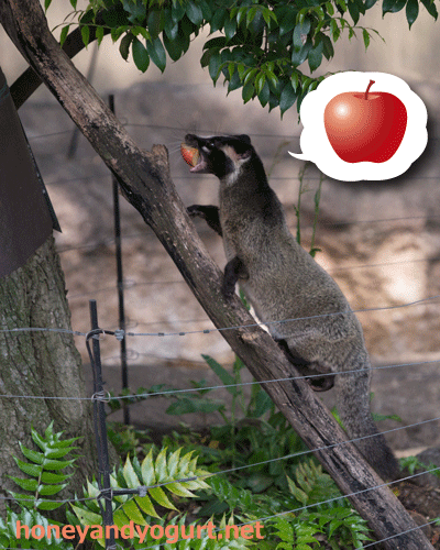 上野動物園 マレーグマ舎