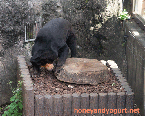 上野動物園 マレーグマ キョウコ