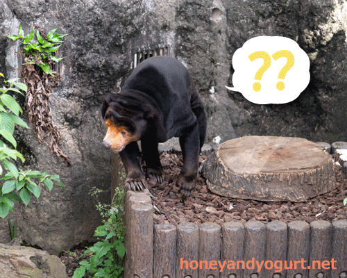 上野動物園 マレーグマ キョウコ