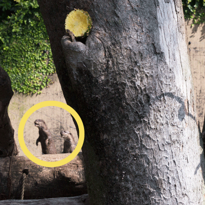 上野動物園 マレーグマ舎