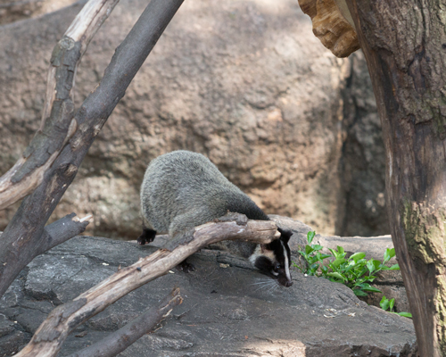 上野動物園 マレーグマ舎