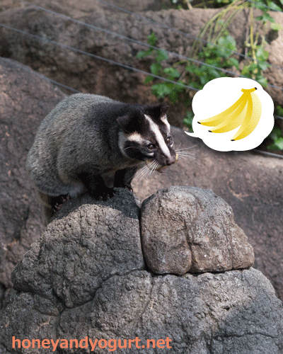 上野動物園 マレーグマ舎