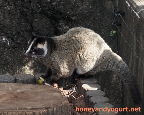 上野動物園 マレーグマ舎