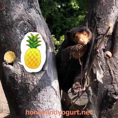 上野動物園 マレーグマ キョウコ