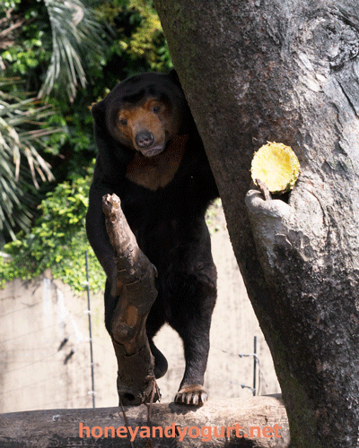 上野動物園 マレーグマ キョウコ