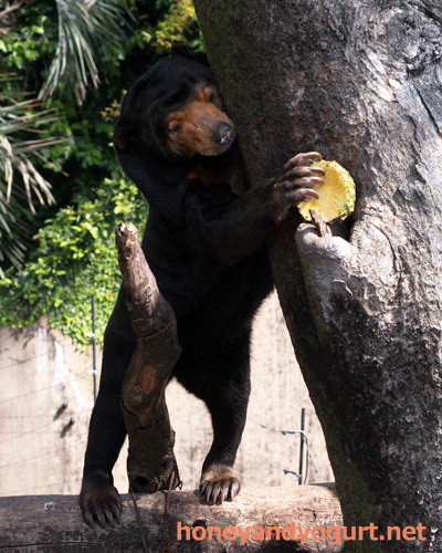 上野動物園 マレーグマ キョウコ