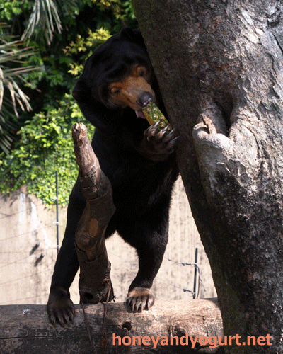 上野動物園 マレーグマ キョウコ