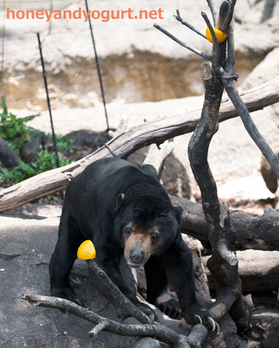 上野動物園　マレーグマ　アズマ