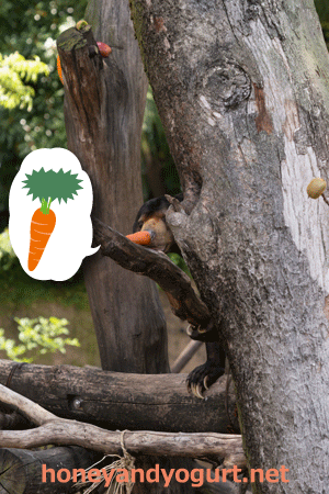 上野動物園　マレーグマ　アズマ