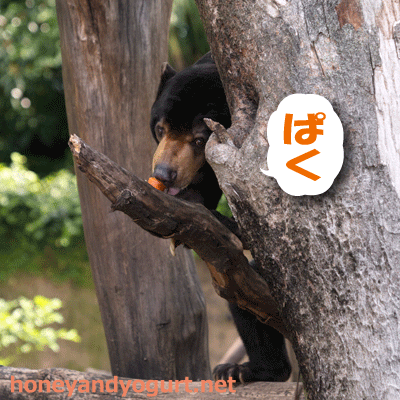 上野動物園　マレーグマ　アズマ