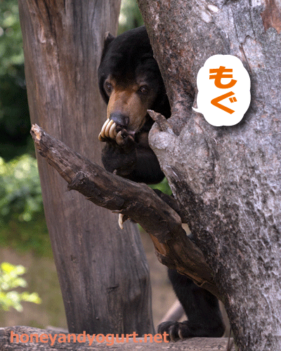 上野動物園　マレーグマ　アズマ