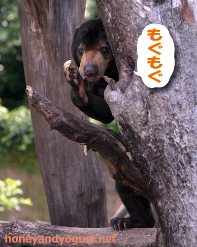 上野動物園　マレーグマ　アズマ