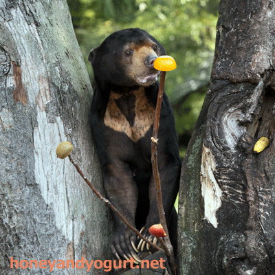 上野動物園　マレーグマ　アズマ