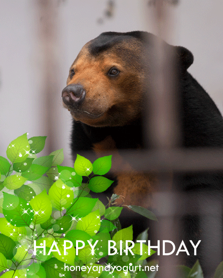 徳山動物園 マレーグマ マーヤ