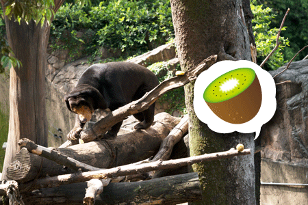 上野動物園 マレーグマ キョウコ