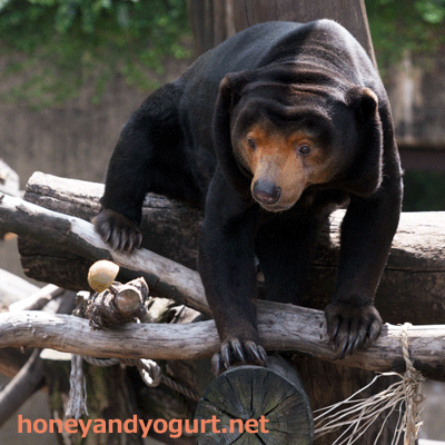 上野動物園 マレーグマ キョウコ