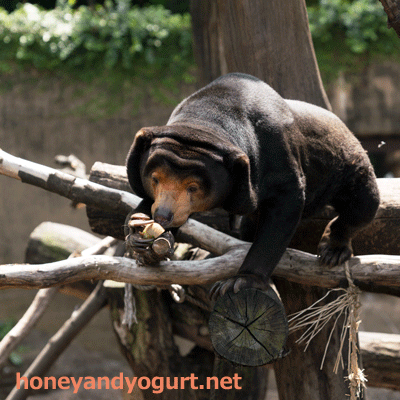上野動物園 マレーグマ キョウコ