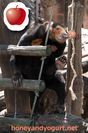 上野動物園 マレーグマ キョウコ