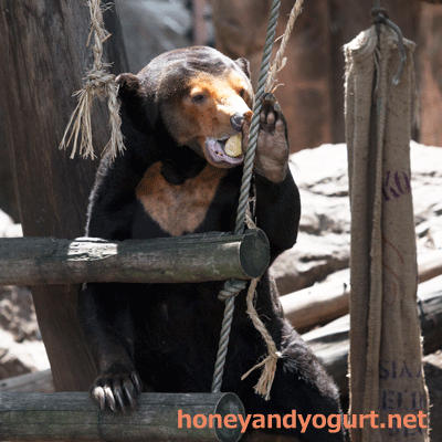 上野動物園 マレーグマ キョウコ